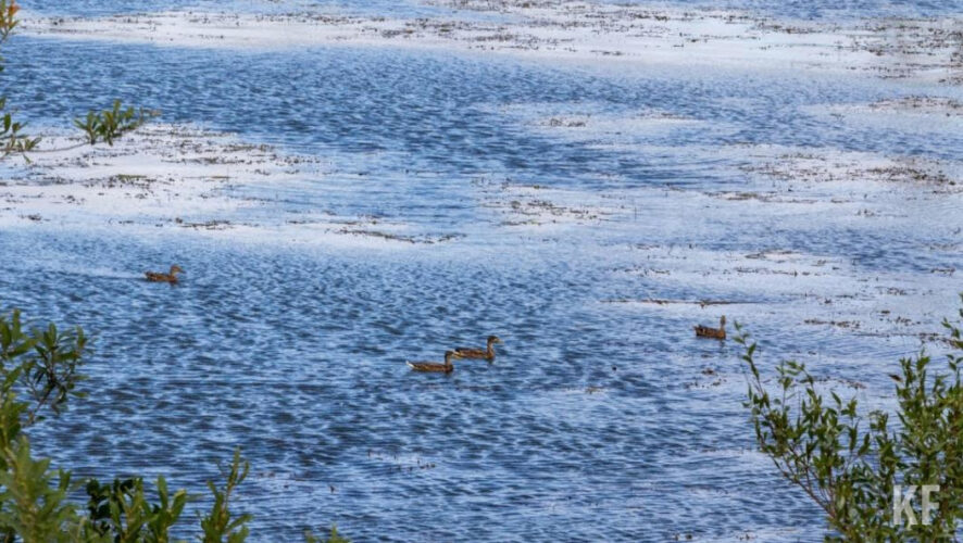 Победитель аукциона должен будет заняться валкой деревьев