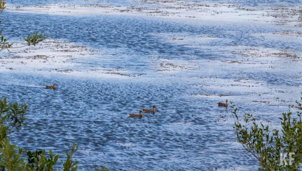Победитель аукциона должен будет заняться валкой деревьев