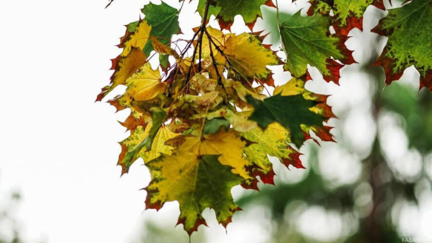Сентябрь в республике выдался дождливым и превысил климатическую норму осадков.