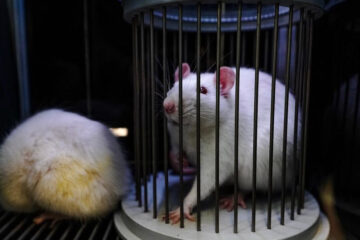 Для эксперимента были использованы маленькие крысята