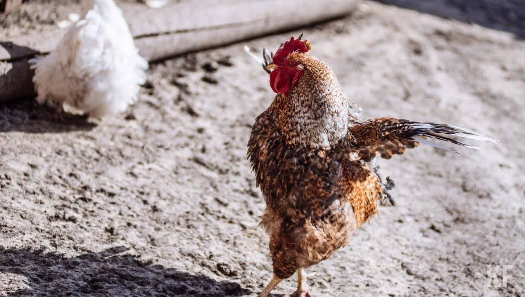 В «Росптицесоюзе» подтвердили намерение инициировать разработку поправок