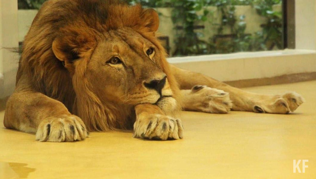 Продолжительность жизни животного в дикой природе – 15 лет.