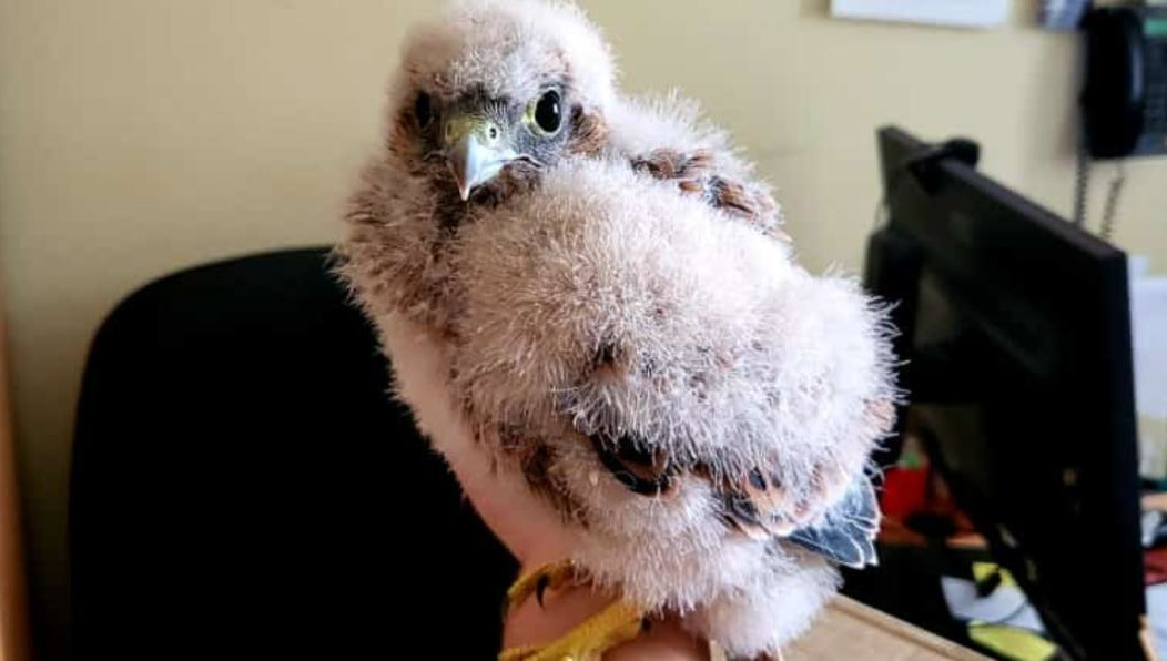 Его выходили и передали сотрудникам Госкомитета по биоресурсам.