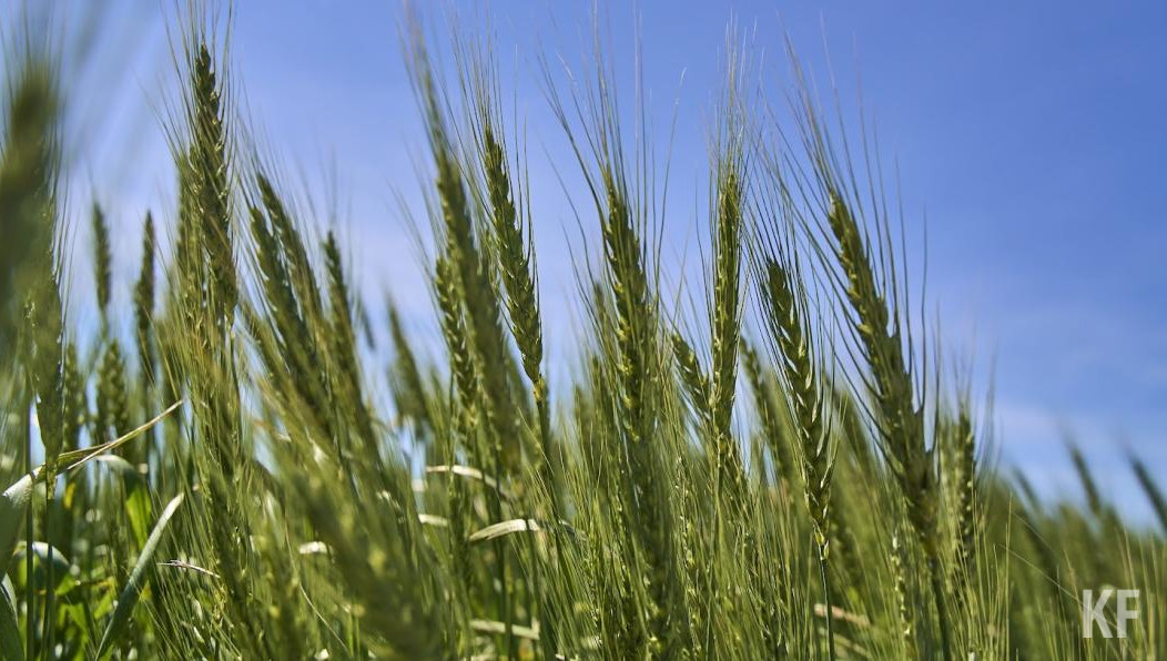 Данная мера поможет компенсировать до 50 процентов их затрат на производство и реализацию ржи