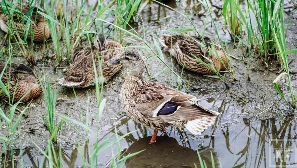 В животных содержатся опасные для домашней птицы вирусы