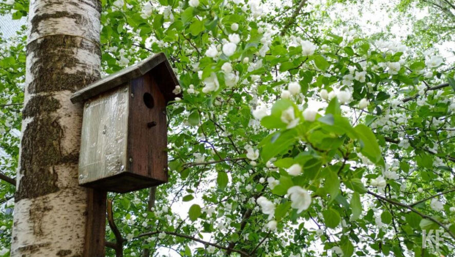 В республике ожидается юго-восточный ветер с порывами до 14 м/с.