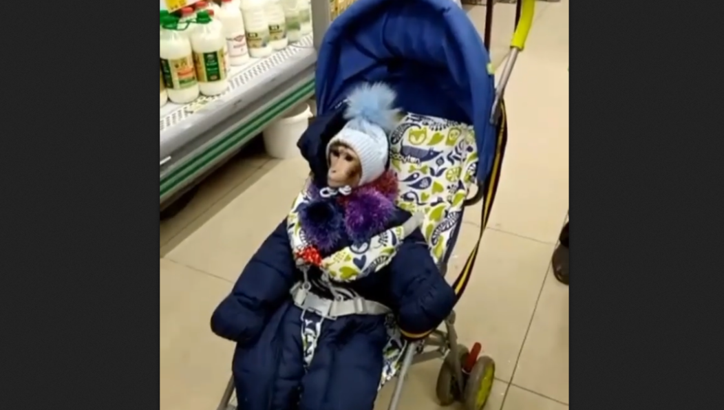 Макаку Таисию