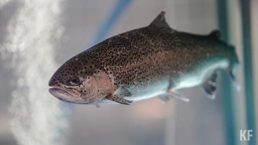 Всего в акции приняли участие более 2300 человек.