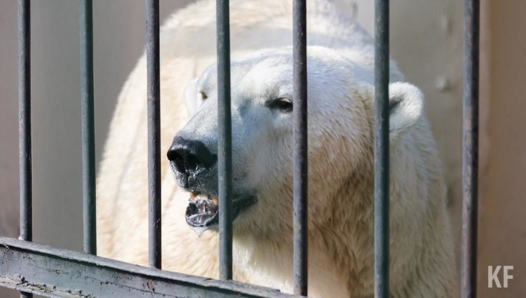 Их добыча разрешена в целях сохранения объектов животного мира.