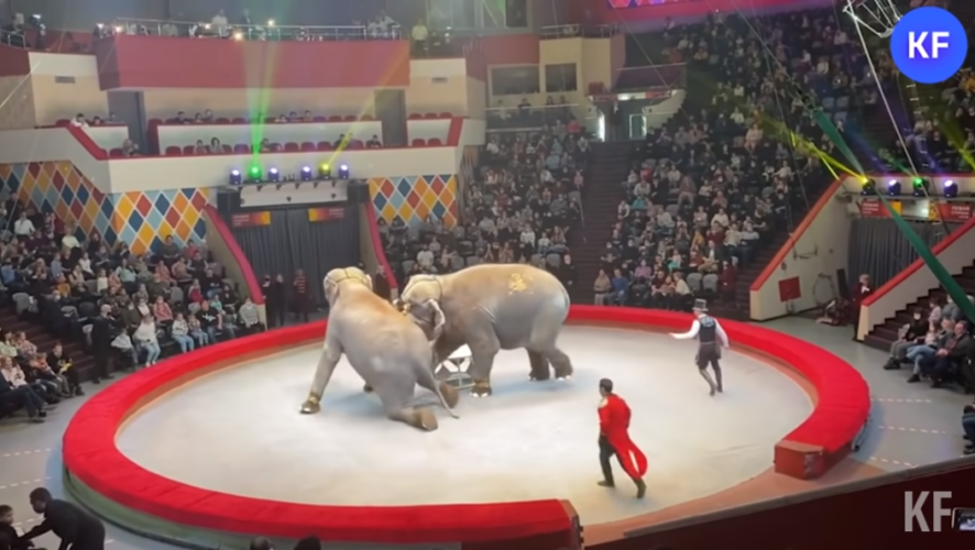 Дрессировку животных в цирке сравнили с физическим насилием.