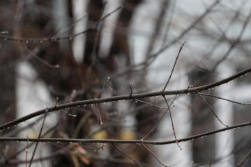 Выбрана местность с холмистым рельефом