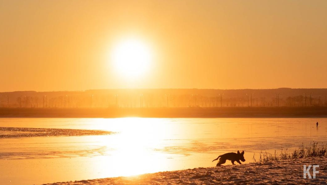 Приманку с колюще-режущей «начинкой» нашли уже в двух районах города.