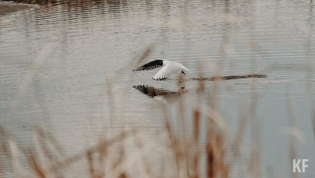 Жителям напомнили о правилах охоты на данные особи.
