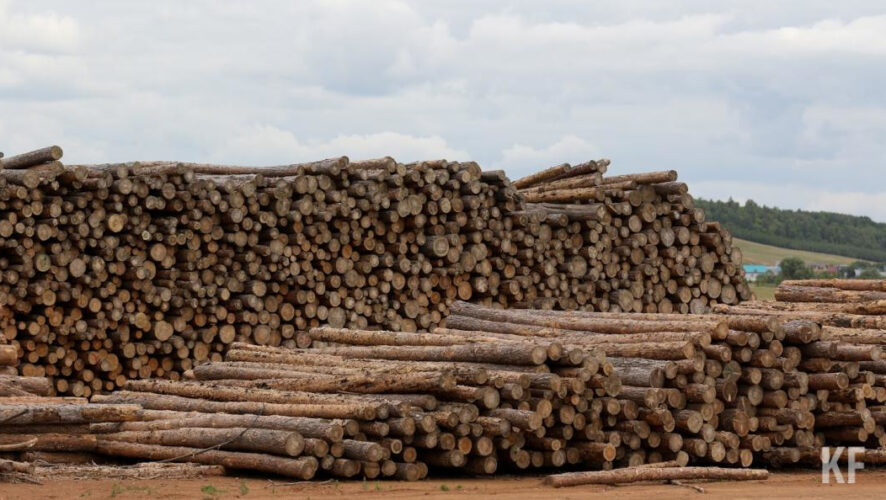 Раис Татарстана предложил разрешить лесным хозяйствам заготавливать и первично перерабатывать древесину.