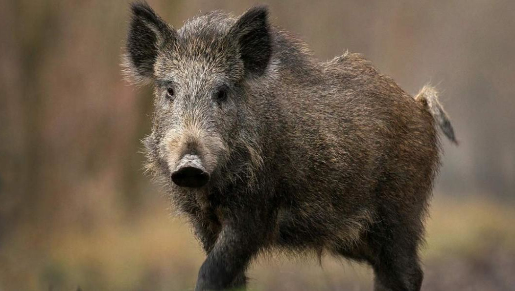 В угрожаемую зону входят части охотничьих хозяйств Куйбышевское