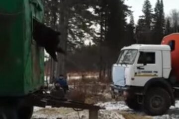 Медведь застрял в окне вагончика под Нижневартовском