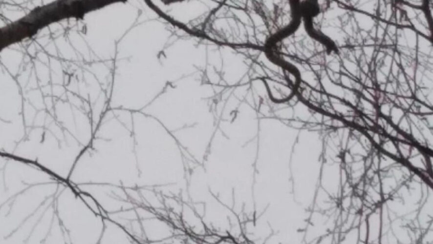 Фотографии сделал местный житель