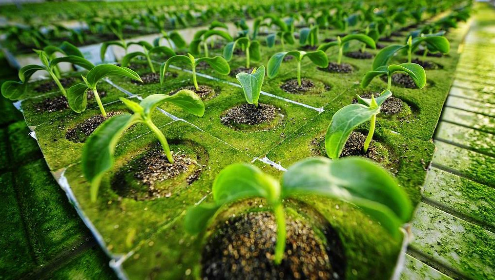 Эксперт также рассказала о методах предотвращения болезней растений.