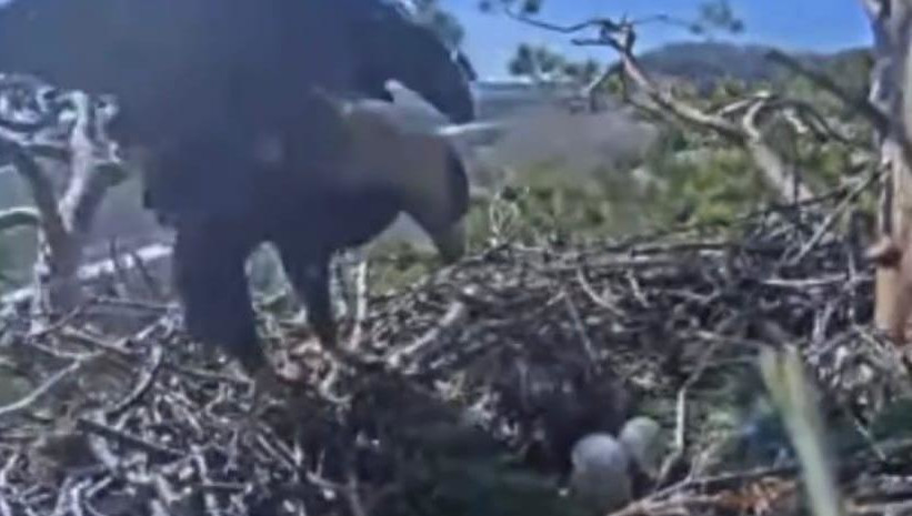 За процессом рождения можно было понаблюдать в прямом эфире.
