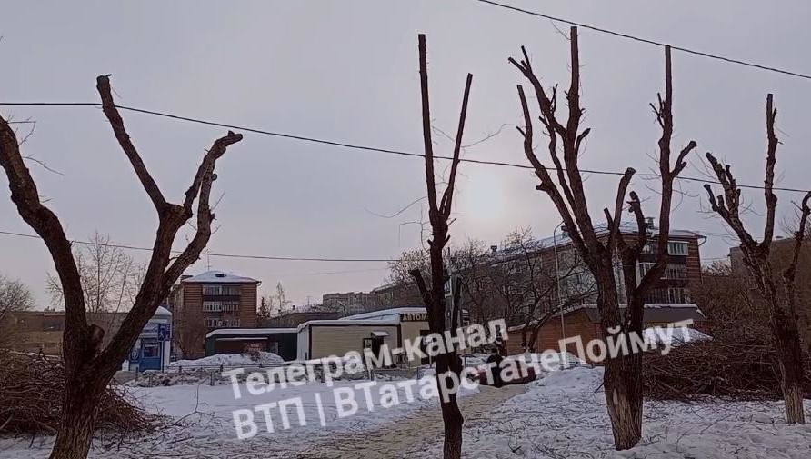 Жители предлагают остановиться на рубке только больных деревьев