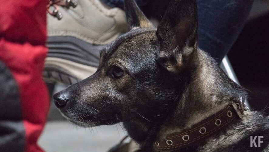 Только на горячую линию поступило более 2 тысяч заявок.