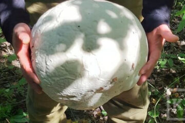 Огромный гриб был обнаружен в лесу недалеко от села Ташлык.