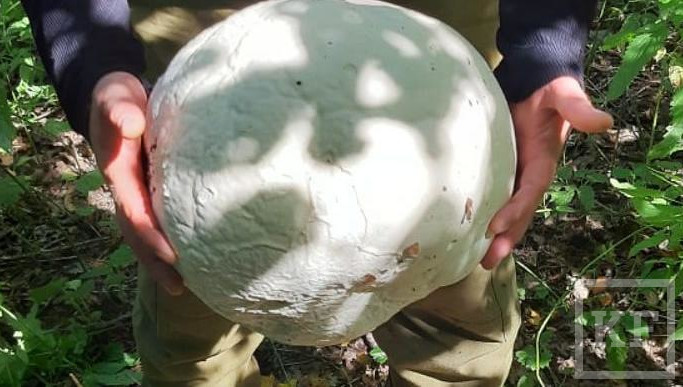 Огромный гриб был обнаружен в лесу недалеко от села Ташлык.