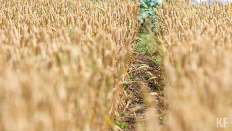 Сумма инвестиций в проект составит 3 млрд рублей.