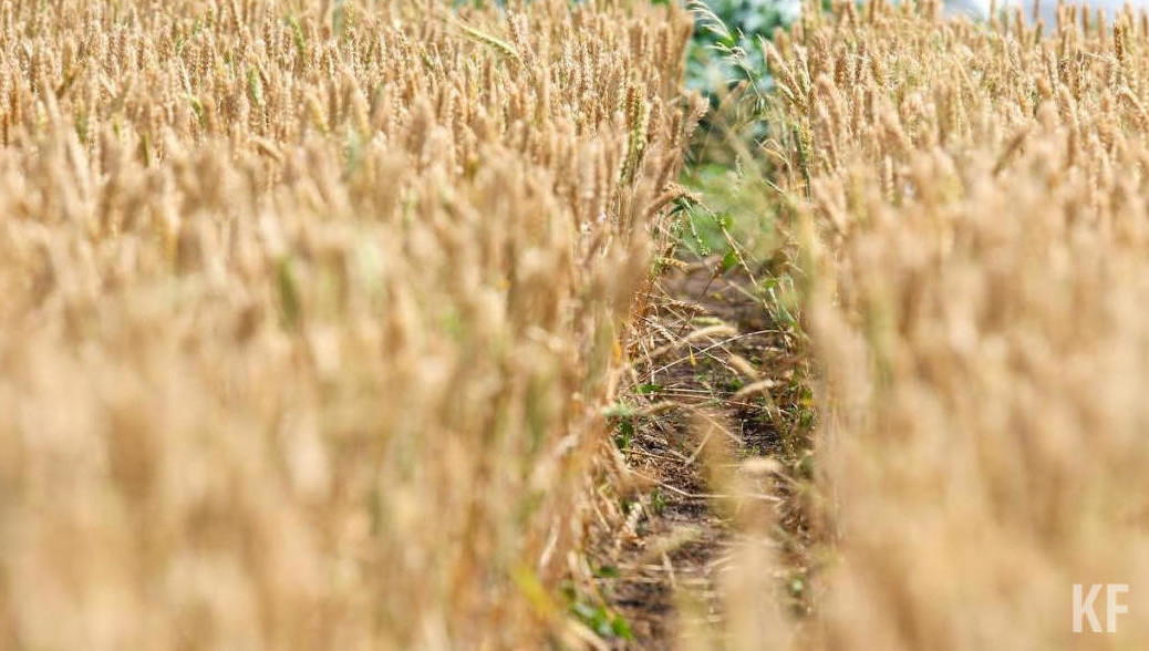 Сумма инвестиций в проект составит 3 млрд рублей.