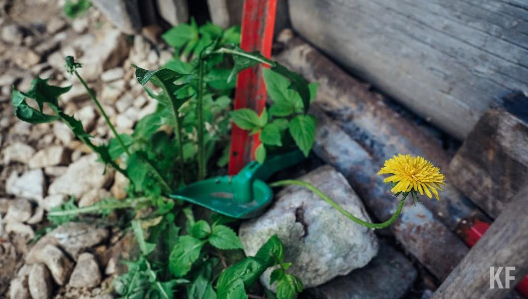 За одуванчики и ромашку накажут рублем.