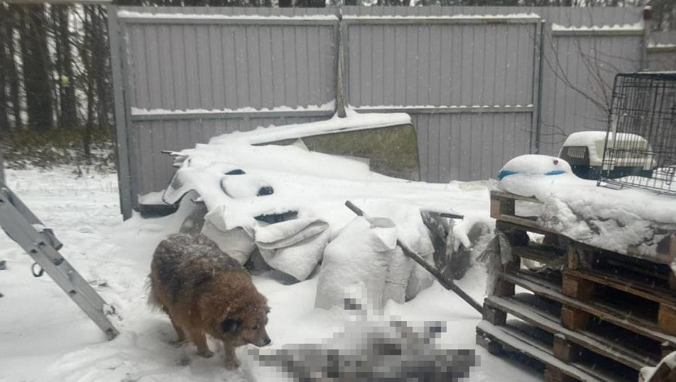 Помощница хозяина приюта рассказала