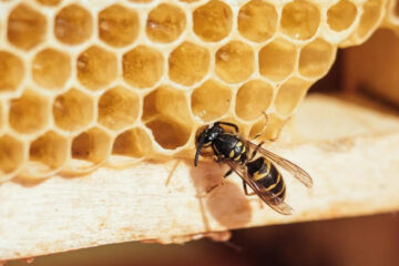 Однако в республике остаётся проблема гибели пчел от использования пестицидов и химикатов.