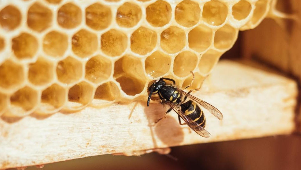 Однако в республике остаётся проблема гибели пчел от использования пестицидов и химикатов.