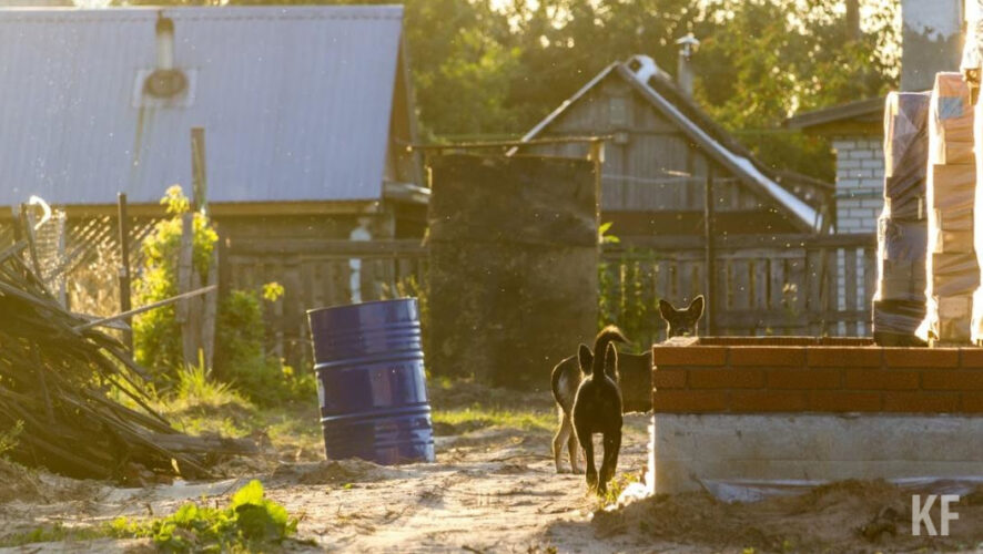 Собаки раздирают кошек и нападают на людей.