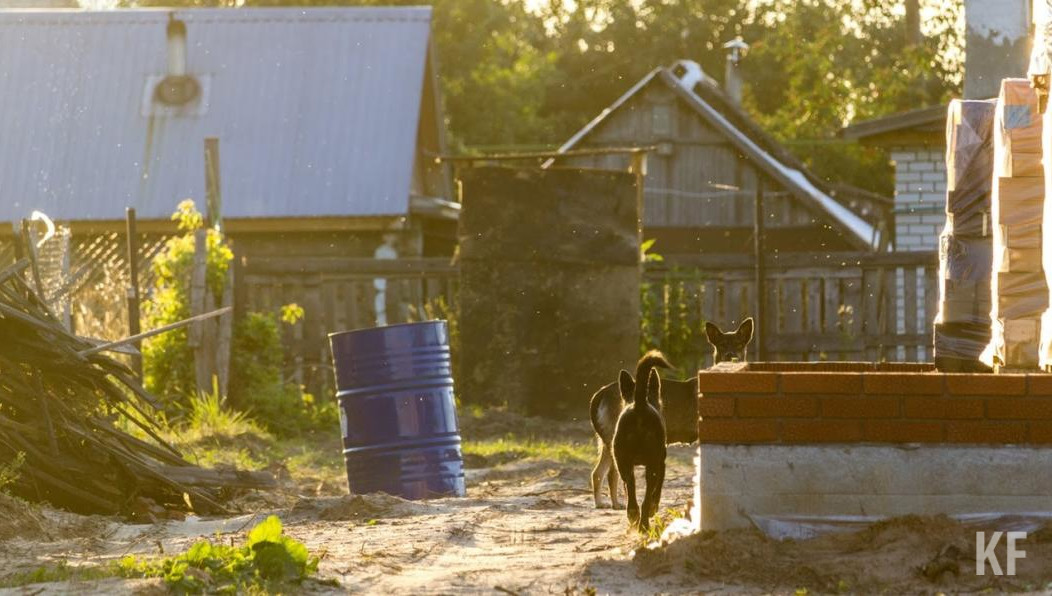 Собаки раздирают кошек и нападают на людей.