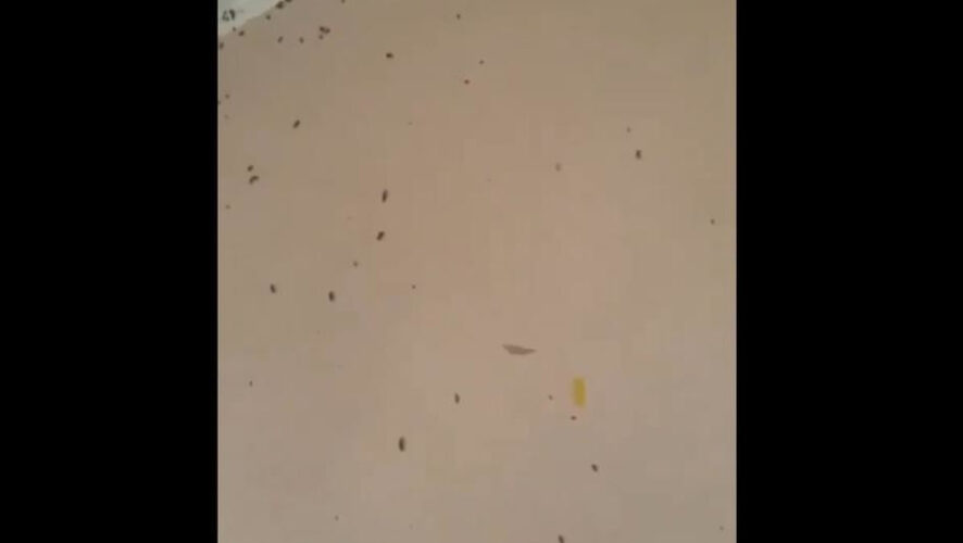 Полчища насекомых сняли на видео жильцы дома 1/15.