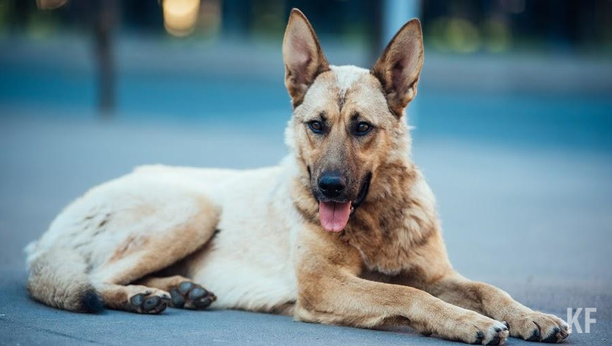 Чаще всего ребят кусали собаки.