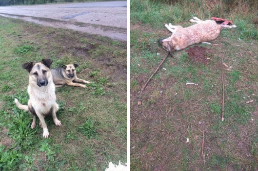 хладнокровно убивших двух собак в Тукаевском районе Татарстана. Пост о помощи в