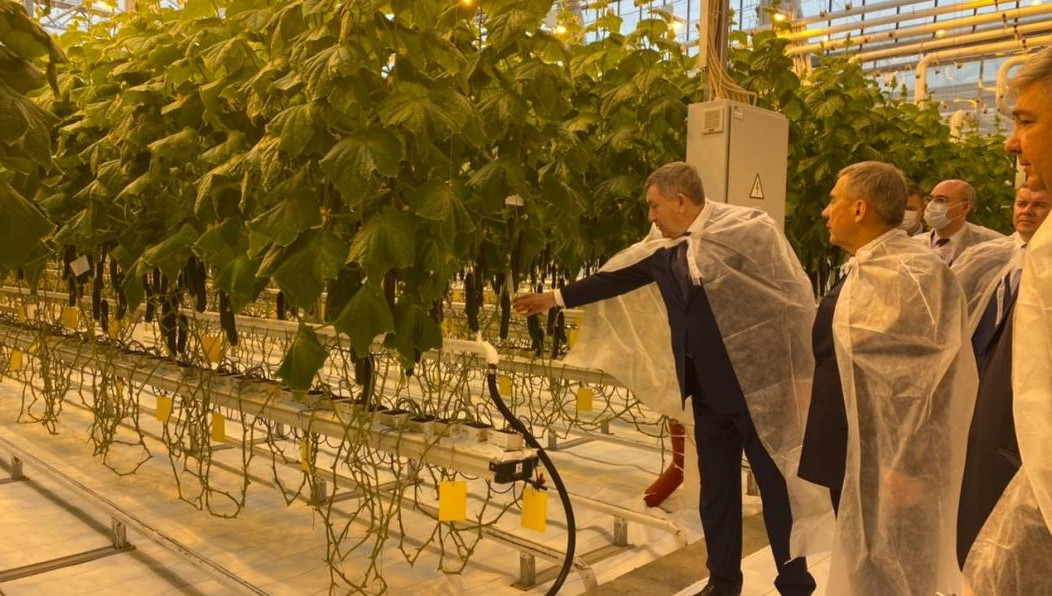 Комбинат продолжает активно развивать собственную систему биологической защиты растений