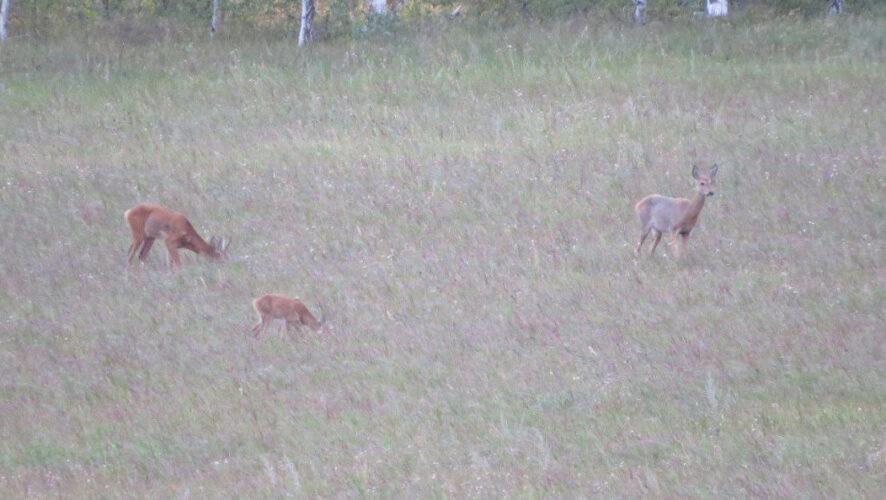 В Татарстане этих животных больше всего в Лениногорском и Заинском районах.