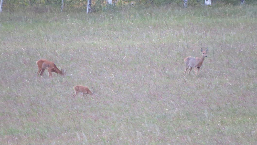 В Татарстане этих животных больше всего в Лениногорском и Заинском районах.