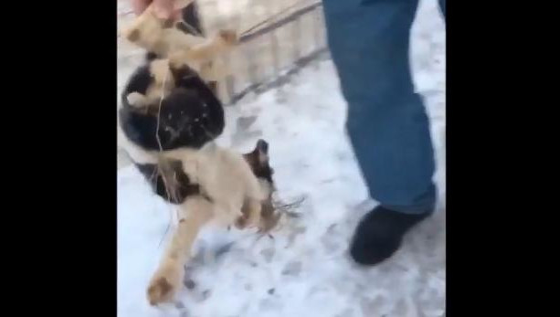 Они обнаружили замёрзший труп щенка в одном из открытых вольеров.