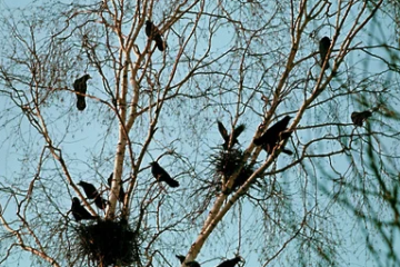 Из-за похолодания птицы вернулись позже обычного.
