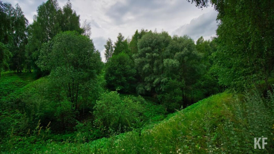 В республике посадили леса на площади 3 615 гектаров.