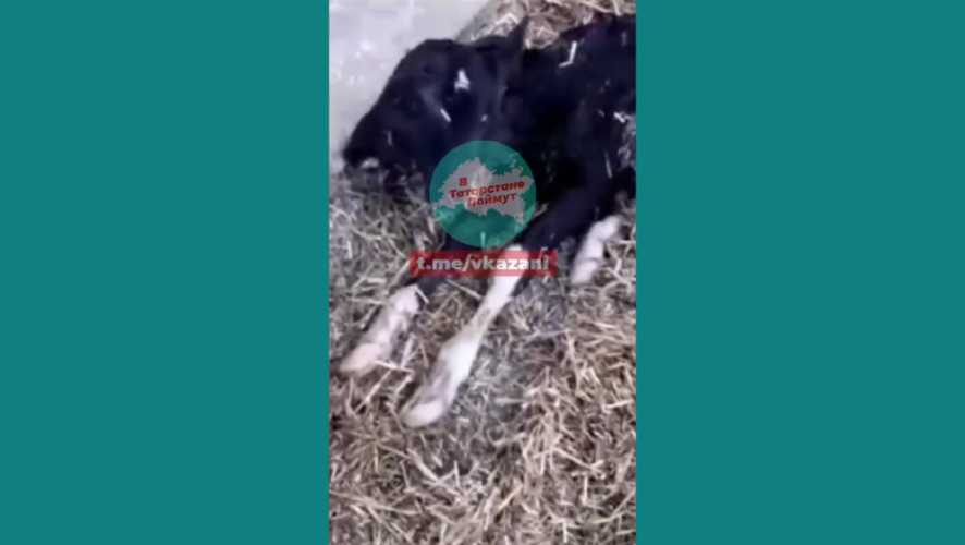 У животного две головы