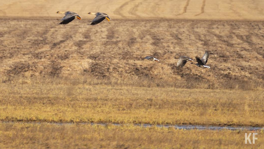 В мае аграриям хотят выплатить еще 1