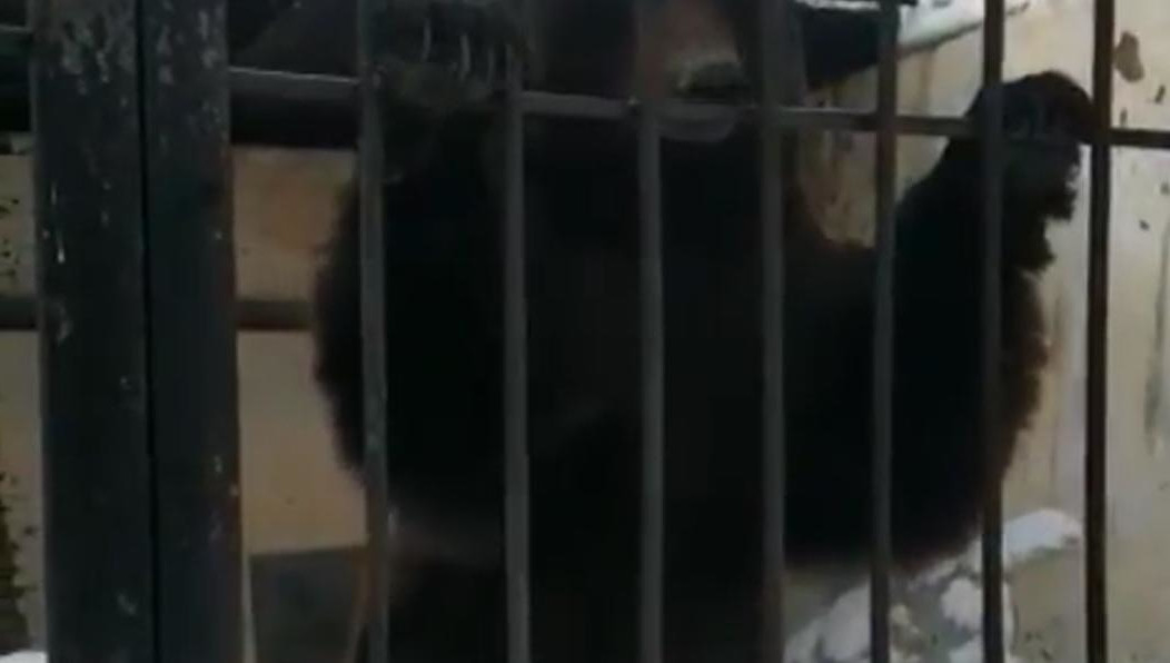 Сотрудники зоопарка отмечают