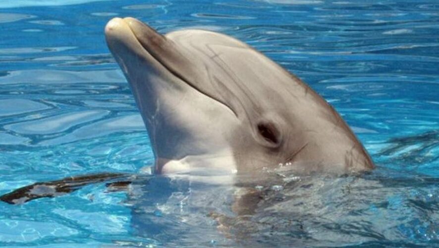 Обитательница сочинского дельфинария несколько раз давала успешные прогнозы.