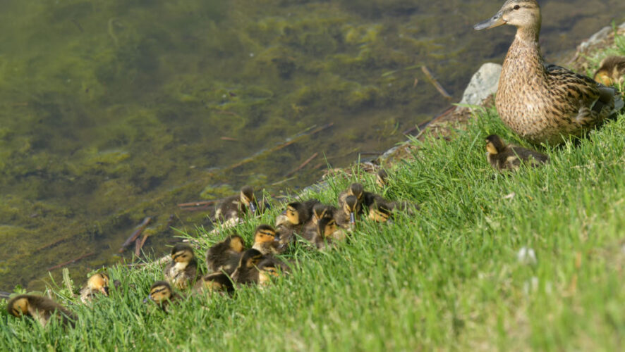 На шести видовых точках установят бинокль