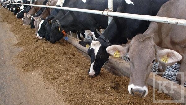 Правительство выделило Татарстану 71 млн рублей на субсидирование развития семейных животноводческих ферм. Соответствующее распоряжение опубликовано на сайте правительства. Всего на эти цели 74
